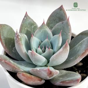 日本花キ流通 多肉植物 caプテロディスクス スペシオーサス 古城