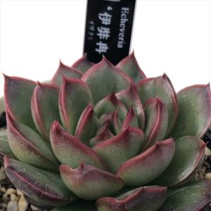 多肉植物 yukエケベリア 伊弉冉 多肉植物 優...の商品画像