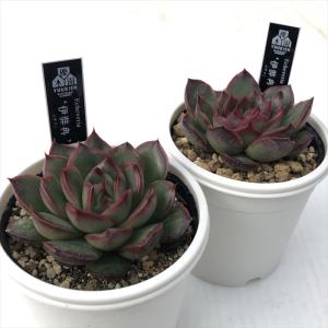 多肉植物 yukエケベリア 伊弉冉 多肉植物 ...の詳細画像1