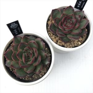 多肉植物 yukエケベリア 伊弉冉 多肉植物 ...の詳細画像2