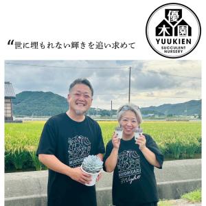 多肉植物 yukエケベリア 伊弉冉 多肉植物 ...の詳細画像3