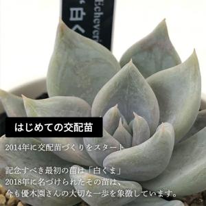 多肉植物 yukエケベリア 伊弉冉 多肉植物 ...の詳細画像5