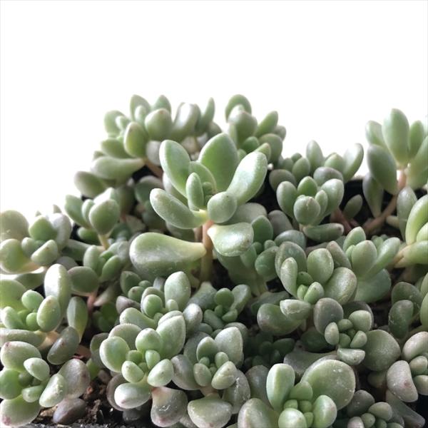 多肉植物 seセダム ばらまき大型玉葉 ジェットバース 多肉植物 セダム 9cmポット