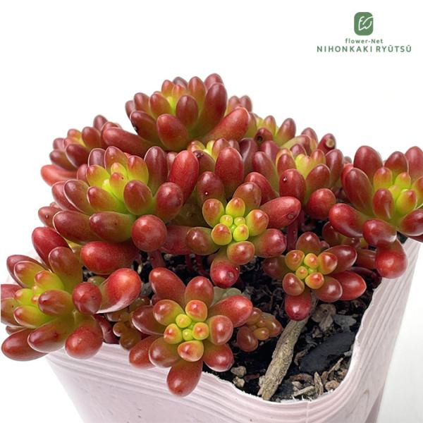 多肉植物 seセダム ばらまき虹の玉 多肉植物 セダム 9cmポット