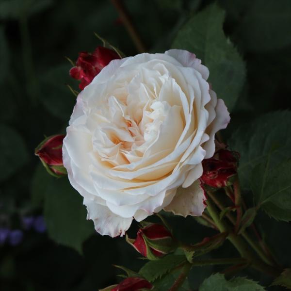 予約販売 バラ 苗 バラ 新苗 ギヨー エリアーヌ・ジレ 薔薇 ばら 送料無料 新苗 白 omms ...