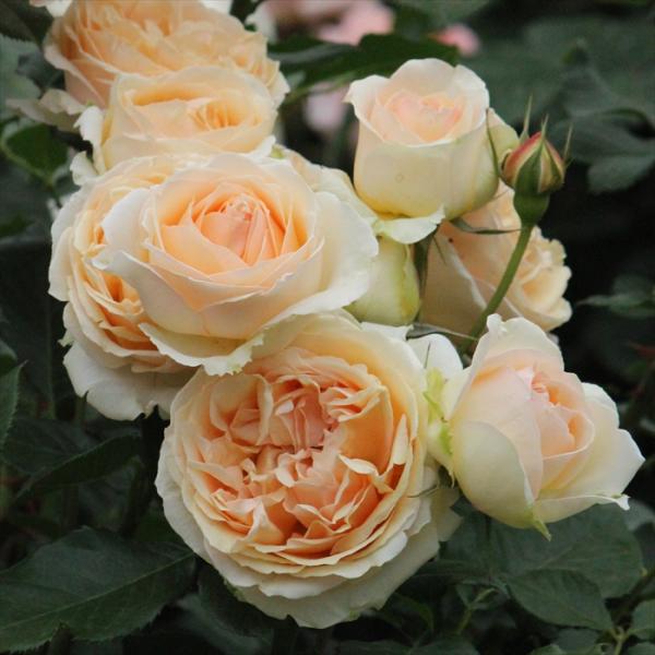 予約販売 バラ 苗 バラ 新苗 ギヨー ジェヌヴィエーブ・オルシ 薔薇 ばら 送料無料 新苗 オレン...