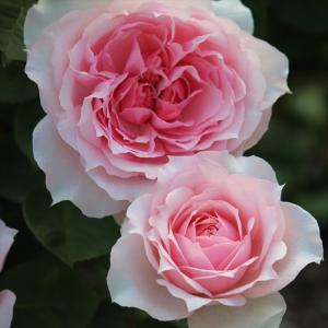 薔薇　3号 カラーチェンジングローズ～Color Changing Rose～｜本格派