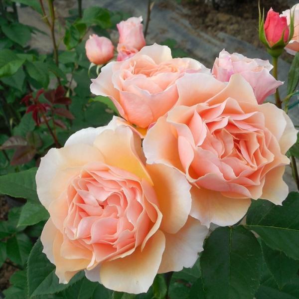 予約販売 バラ 苗 バラ 新苗 禅ローズ 風香（ふうか） 薔薇 ばら 送料無料 アプリコット ピンク...