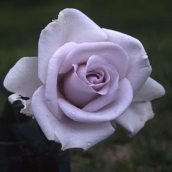 予約販売 バラ 苗 バラ 新苗 禅ローズ 青の軌跡 薔薇 ばら 送料無料 紫 omms 4月中旬以降...