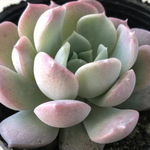 多肉植物 エケベリア 優木園さん苗 ザラゴーサspノバ 19701_2.jpg