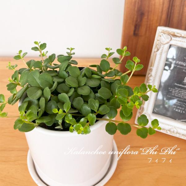 観葉植物 カランコエ フィフィ 10.5cmポット 観葉植物 小型 小さい 室内 贈り物 プレゼント...