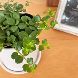 観葉植物 カランコエ フィフィ 10.5cmポ...の詳細画像1