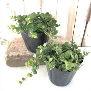 観葉植物 カランコエ フィフィ 10.5cmポ...の詳細画像3