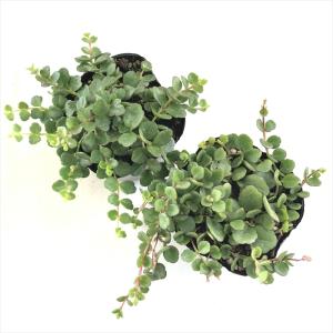 観葉植物 カランコエ フィフィ 10.5cmポ...の詳細画像4