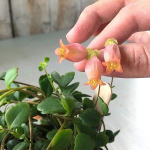 観葉植物 カランコエ フィフィ 10.5cmポ...の詳細画像5