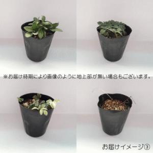 予約販売 宿根草の咲く庭 ルドベキア 苗 マヤ...の詳細画像3