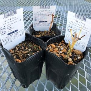 予約販売 宿根草の咲く庭 ルドベキア 苗 マヤ...の詳細画像4