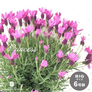 日本花キ流通 ラベンダー グロッソ 大株 6号ポット 送料無料 宿根草