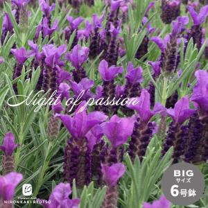 日本花キ流通 ラベンダー グロッソ 大株 6号ポット 送料無料 宿根草