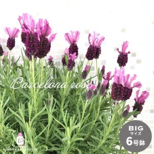 日本花キ流通 ラベンダー グロッソ 大株 6号ポット 送料無料 宿根草