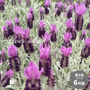 ラベンダーグロッソ　ご予約　200～210本 ラベンダーグロッソ ご予約 200～210本 ラベンダーグロッソ ご予約 200