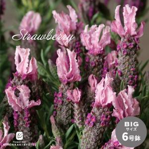 日本花キ流通 ラベンダー グロッソ 大株 6号ポット 送料無料 宿根草