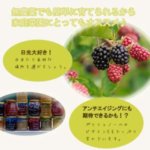 トゲなしブラックベリー 苗 トリプルクラウン ...の詳細画像2
