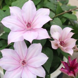 花苗 クレマチスセット 2種2株 送料込み / 花の苗 つる性植物 花壇向き