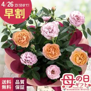 母の日 ギフト 花 ミニバラ ハニーゴールド 5号鉢 早割 送料無料 母の日 プレゼント 鉢植え バラ 日本花キ流通