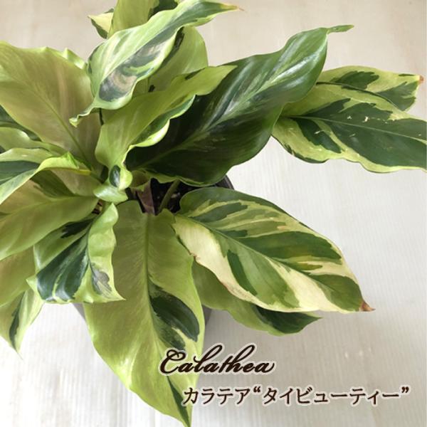 予約販売 観葉植物 カラテア タイビューティー 4号鉢 小型 小さい 室内 プレゼント インテリア ...