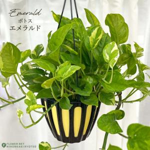 観葉植物：フィロデンドロン セローム* 大型佐川急便 : 遊恵盆栽 Yahoo