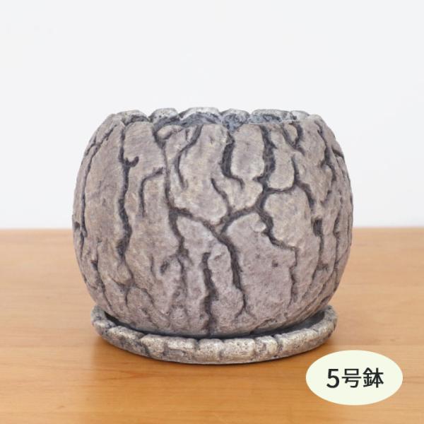 資 ER-4041M WD 5号 丸ボール柄入 受皿付 陶器 鉢 植木鉢 インテリア 多肉植物 おし...