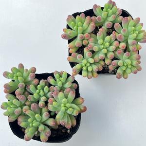 多肉植物 seセダム 乙女心 多肉植物 セダム...の詳細画像2