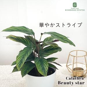 日本花キ流通 多肉植物 caコーデックス アデニウム オベスム 多肉植物