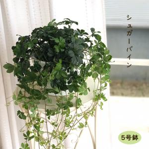 予約販売 観葉植物 パーセノシッサス シュガーバイン 5号 吊り鉢 吊り下げ ハンギング 送料無料 室内 プレゼント インテリア おしゃれ 3月中旬以降発送