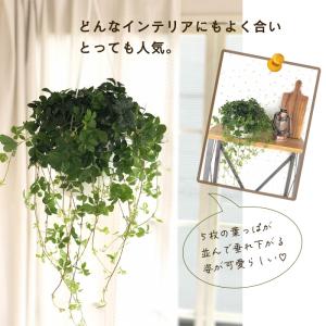 観葉植物 パーセノシッサス シュガーバイン 5...の詳細画像1