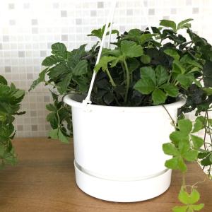 観葉植物 パーセノシッサス シュガーバイン 5...の詳細画像2