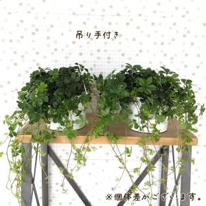 観葉植物 パーセノシッサス シュガーバイン 5...の詳細画像3