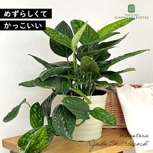 予約販売 観葉植物 希少！ モンステラ ジェイドシャトルコック 5号鉢 観葉植物 送料無料 室内 贈...