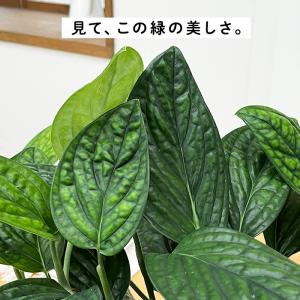 観葉植物 希少! モンステラ ジェイドシャトル...の詳細画像1