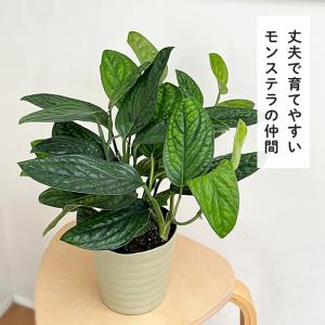 観葉植物 希少! モンステラ ジェイドシャトル...の詳細画像2