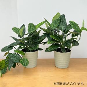 観葉植物 希少! モンステラ ジェイドシャトル...の詳細画像3