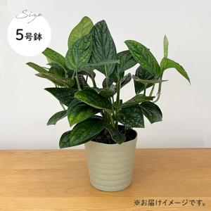 観葉植物 希少! モンステラ ジェイドシャトル...の詳細画像4