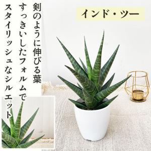 観葉植物 cot 選べる サンスベリア 9品種...の詳細画像3