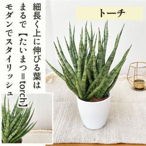観葉植物 cot 選べる サンスベリア 9品種...の詳細画像5