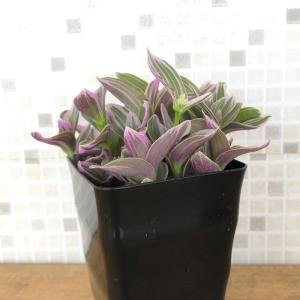 観葉植物 トラディスカンティア スウィートネス...の詳細画像1