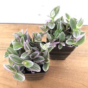 観葉植物 トラディスカンティア スウィートネス...の詳細画像2