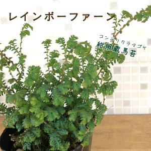 観葉植物 コンテリクラマゴケ レインボーファーン 9cmポット シダ 観葉植物 小型 小さい 室内 贈り物 プレゼント インテリア おしゃれ