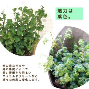 観葉植物 コンテリクラマゴケ レインボーファー...の詳細画像1