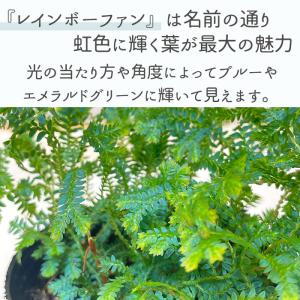 観葉植物 コンテリクラマゴケ レインボーファー...の詳細画像1